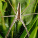 Lovely Fishing Spider - Photo (c) Lek Khauv, some rights reserved (CC BY), uploaded by Lek Khauv