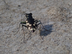 Cicindela willistoni echo