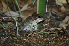 Limnodynastes dumerilii dumerilii