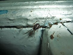 Steatoda castanea