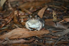 Limnodynastes dumerilii dumerilii