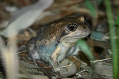 Limnodynastes dumerilii dumerilii
