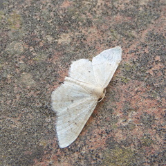 Idaea belemiata