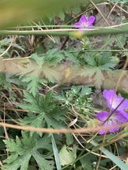 Geranium palustre