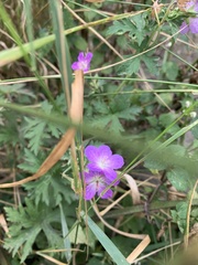 Geranium palustre