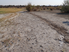 Cicindela willistoni echo
