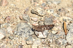 Spharagemon saxatile