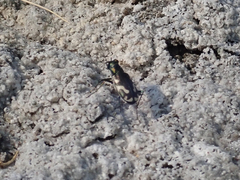 Cicindela willistoni echo