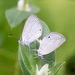 Famegana nisa - Photo (c) kinbutterflies, algunos derechos reservados (CC BY-NC)