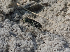 Cicindela willistoni echo