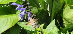 Macroglossum stellatarum