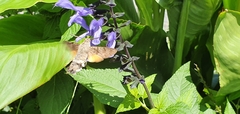 Macroglossum stellatarum