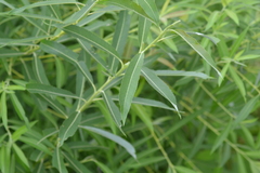 Salix sericea
