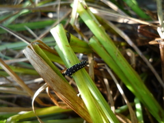 Zelotherses paleana