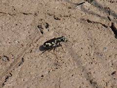 Cicindela willistoni echo