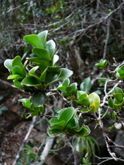Cyclophyllum jasminifolium