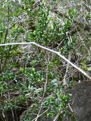 Cyclophyllum jasminifolium