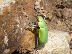 Chrysina beyeri