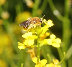 Andrena lagopus