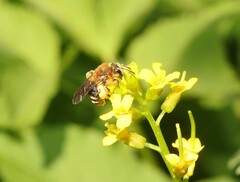 Andrena lagopus