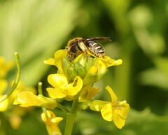 Andrena lagopus
