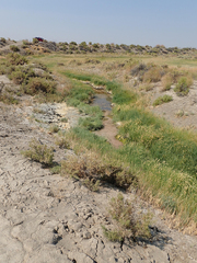 Cicindela willistoni echo
