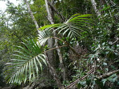 Chambeyronia divaricata