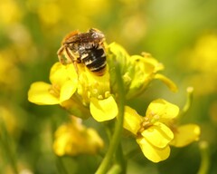 Andrena lagopus