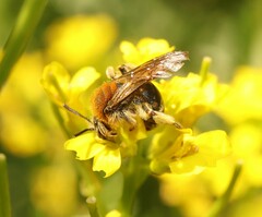 Andrena lagopus