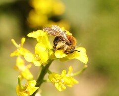 Andrena lagopus