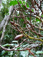 Chambeyronia divaricata