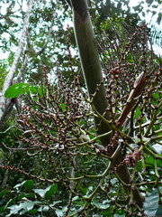 Chambeyronia divaricata