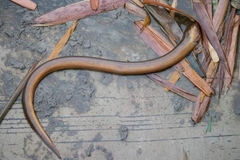 Monopterus javanensis