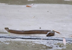 Monopterus javanensis