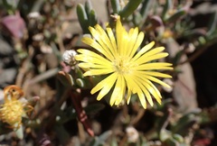 Malephora lutea