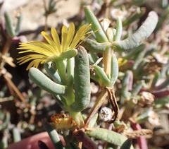 Malephora lutea