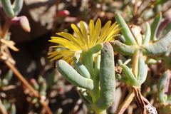 Malephora lutea