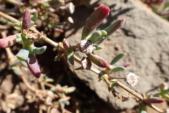 Malephora lutea