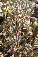 Malephora lutea