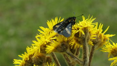 Ardaris eximia