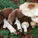 Field Mushrooms and Allies - Photo (c) Christian Schwarz, some rights reserved (CC BY-NC)
