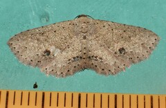 Hypobleta cymaea