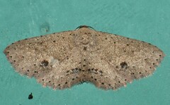 Hypobleta cymaea