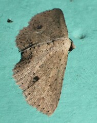 Hypobleta cymaea