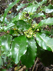 Eumachia collina