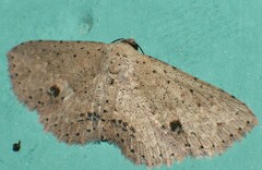 Hypobleta cymaea