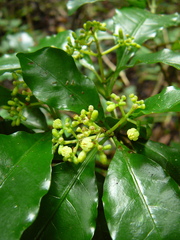 Eumachia collina