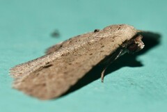 Hypobleta cymaea
