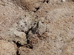 Cicindela haemorrhagica