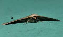 Hypobleta cymaea